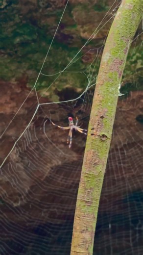 BIG Spider Encounter on Grand Bahama Island