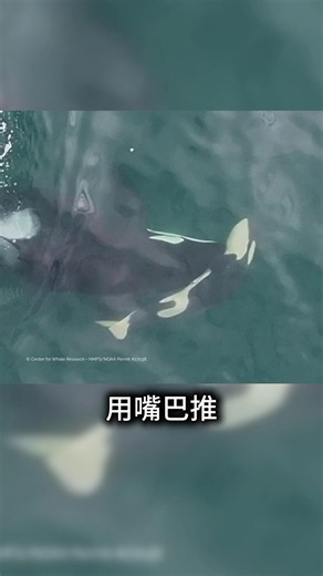 这头虎鲸拖着她死去的孩子，游了整整17天！