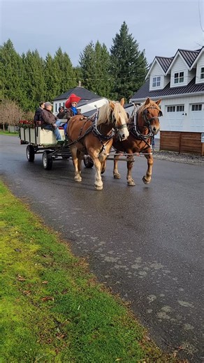 Nothing like a traditional horse drawn wagon through the Christmas Parade here in the valley! P.S. The roundabout was extra fun ☺️🎄🐎 #thereishopeequine #horses #horsetrainer #achievements #christmas | ThereisHopeequine