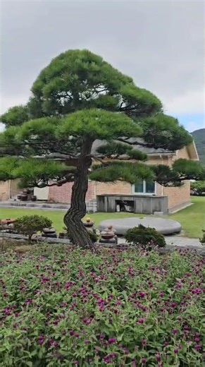 flowers #likecommentsubscribe #trending #boardgame #dailyvlog #youtubegrowth #beach #viralvideo