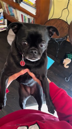 Lisa Bauer's Unimpressed Bug the Chug at Animal House