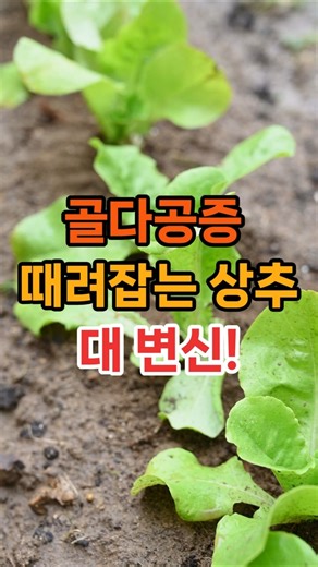 '상추 이렇게 드세요! 골다공증에 최고 입니다.' #인생조언 #명언 #지혜 #좋은글 #건강 #50代 #60代 #70代