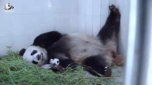 For this panda cub, the coziest pillow in the world is mom’s arm. 🐼💤 #panda #pandalovers #pandababy #Cute | Pandaful