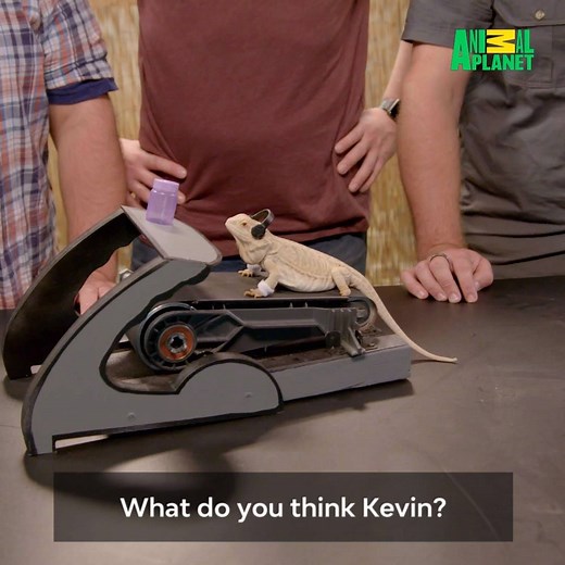 We bet you've never seen a treadmill for a lizard before 😂😂 | Animal Planet
