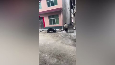 Terrifying moment wild boar knocks woman over and attacks her