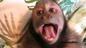 Capuchin MonkeyBoo LOVES to get tickled!! Just listen to him giggle!! Also, bonus footage of Boo playing with dad’s watch and some stuffed animals. FUN, FUN, FUN!! #MonkeyBoo #MonkeyBooCrew | MonkeyBoo