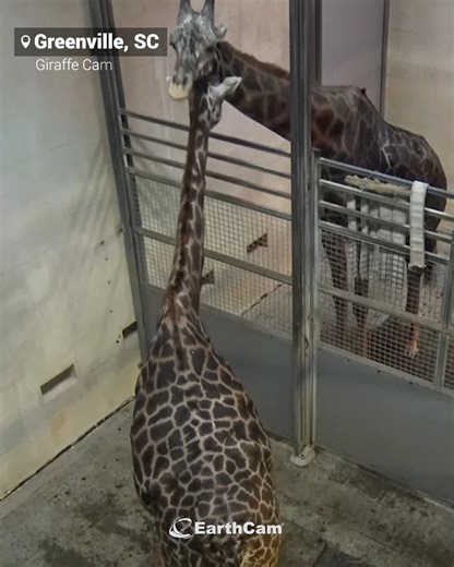 8K views · 150 reactions | Giraffe Cam always sets the bar high 漣 | EarthCam | Facebook