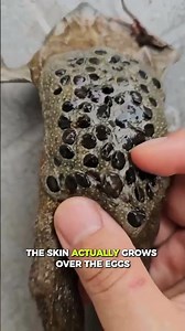 Surinam Toad: The Frog Where Babies Burst Out of Mom’s Back! 🤯