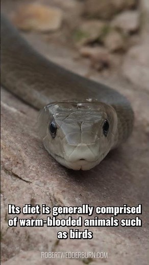 Black Mamba vs Everything #wildlife #snake #predator