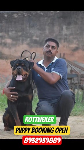 Cute Rottweiler Puppies Available for Sale 😍 Don’t Miss@Royal_pat #rottweilerpuppy#rottweiler#up#yt
