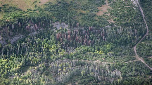 From the mountain pine beetle to emerald ash borer, Colorado forest pests spread in 2023