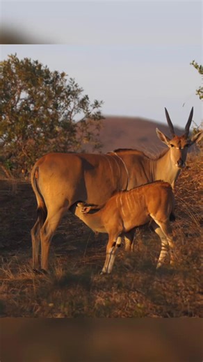 🌿 Fun Fact Friday: Meet the Eland! 🌿 Did you know that elands are the largest antelope species in the world? Despite their size, these gentle giants can leap nearly 3 meters (10 feet) in a single bound! It’ll be some time before this calf can attempt a leap like that, however. In the Amboseli ecosystem, elands play a vital role as grazers and browsers, helping to keep the balance of the grasslands and woodlands. But like many other species, they face serious threats—from habitat loss and clima