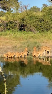 Love it when a plan comes together - the immortal words of Colonel Hannibal Smith of The A-Team. A whole pride of lions drinking in perfect light! Luck or good guiding? You decide. 😁 #lions #krugernationalpark #balulenaturereserve #africansafari #wildlifeaddicts | Pondoro Game Lodge