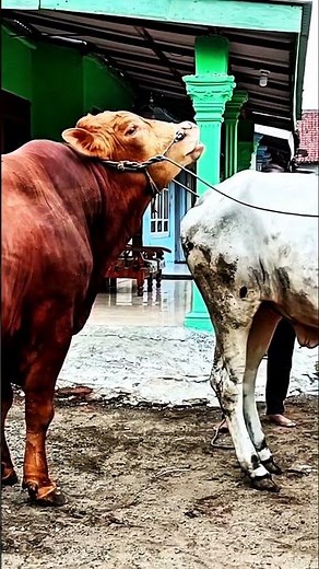 Watch Cow unbelievable mating #cow #animals #fyp