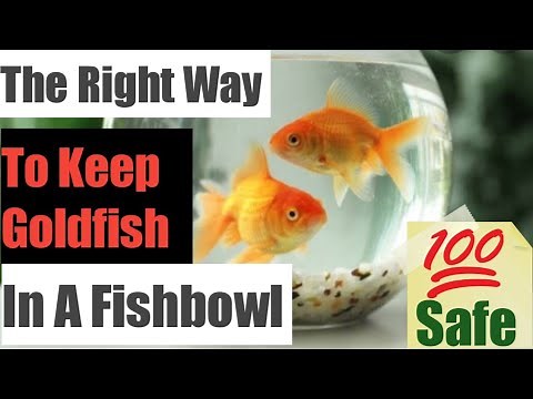How To Keep Goldfish In A Bowl || How To Take Care Goldfish In A Fishbowl || Goldfish Bowl