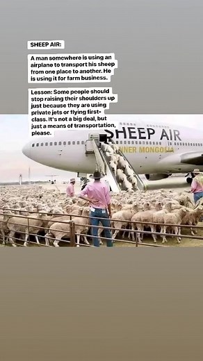SHEEP AIR:A man somewhere is using an airplane to transport his sheep from one place to another. He is using it for farm business.Lesson: Some people should stop raising their shoulders up just because they are using private jets or flying first-class. It's not a big deal, but just a means of transportation, please. #life #love #live | Princess Pat Akpabio