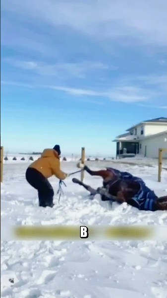 Хозяин обнаружил кобылу в СУГРОБЕ 🐴❄️😱