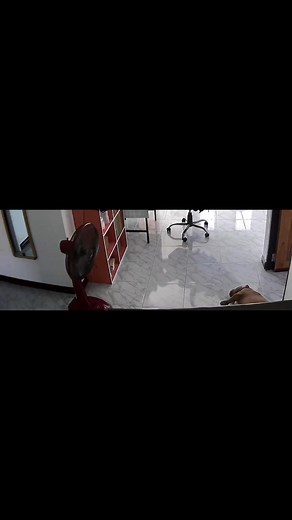 Chó Dễ Thương: Những Giống Chó Đáng Yêu Nhất