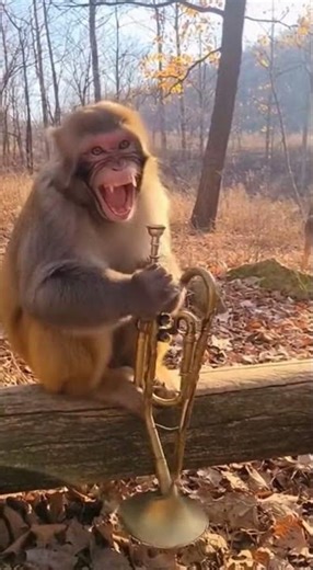 realistic monkey bursts into uncontrollable laughter after trumpet prank monkey #trending