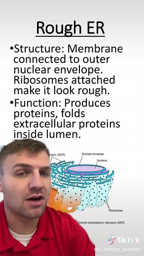 Endoplasmic Reticulum #rougher #smoother #organelle #ribosome #cell #biology #apbio #apbiology #greenscreen