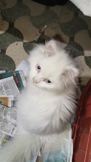 Faizan Khan on Instagram: "+91-9131411960 cat farming, cat farm, cats farming video, cat breeding farm, cat business, cat care farming, cat raising farm, domestic cat farming, cat agriculture concept, cat farm vlog, cat farming idea, cat farming tips, cat farming in india, cat farm business, cat farming tutorial, cat farming guide, how to start cat farming, cat farm animals, cat farming shorts, cat farming youtube, #catcare #catfarm #cats #catlover #petvideo"