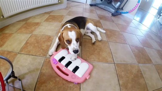 Beagle plays piano to hilariously entertain a baby