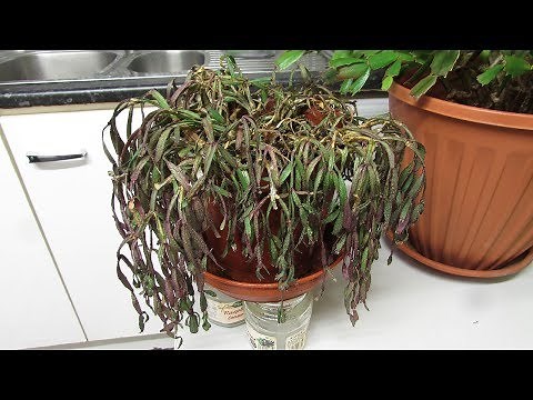 My Gift of a VERY old Easter Cactus - Rhipsalidopsis rosea & my plans to revive it