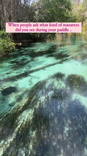 Weeki Wachee’s Funky Flamingo River Cottage | Florida Springs Passport