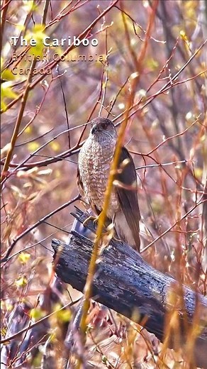 A Sharp-shinned Hawk hiding in the bushes