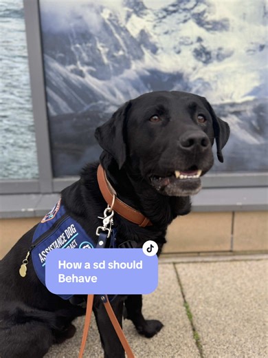 How a service dog should be around another dog ! #workingdogs #workinglabrador #labrador #fyp #servicedog