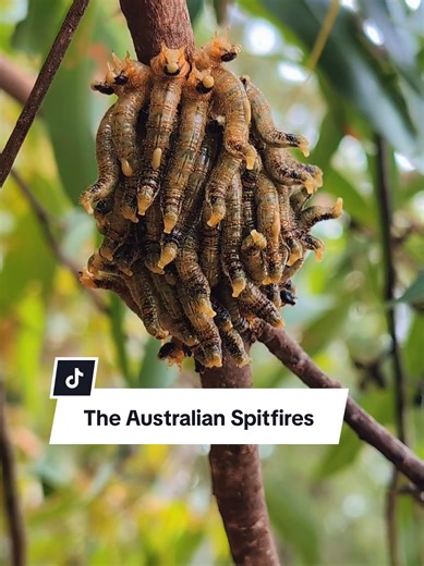 Fascinating Defensive Strategies of Sawfly Larvae