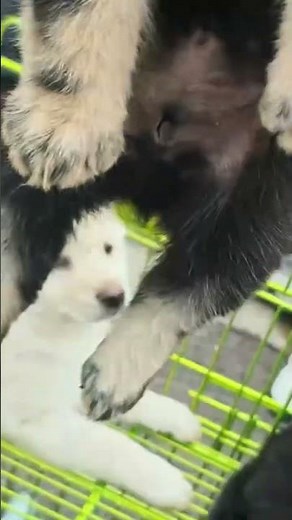 This pup’s coat is as soft as a dandelion puff