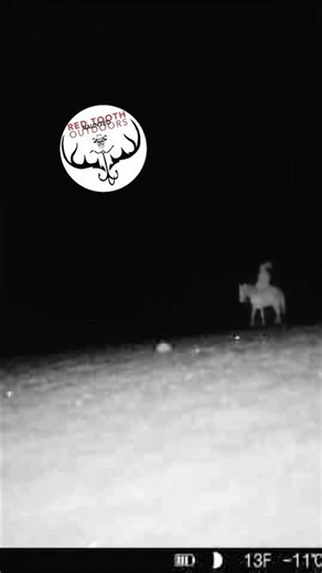 Spirit on Horse Caught in Ontario Woods 🇨🇦 | Trail Cam