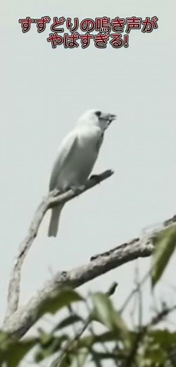 すずどりの鳴き声が怖い