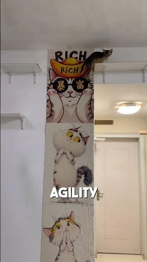 The Smart Cat That Follows Commands Better Than a Dog