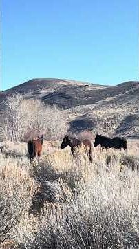 First Nap after Sunrise #Animals #WildAnimals #Nature #NatureLovers #Wildlife #Horse #Wild #Mustangs