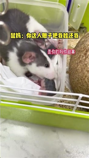 Mama Mouse vs Human Traffickers: The Brave Flower Branch Rat's Tale