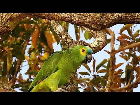 Sounds of TURQUOISE-FRONTED PARROT, Singing, AMAZONA AESTIVA, PAPAGAIO-VERDADEIRO, Wildlife shows,