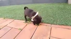 338K views · 3.6K reactions | A handful of tiny pug puppy LIKE --> ViralShack Animals for more. | ViralShack Animals | Facebook