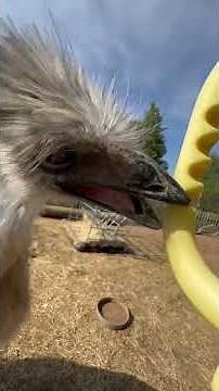 Stick Bug on my FACE!