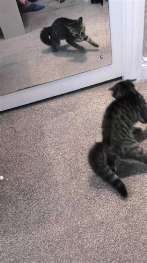 Cat Encounters Its Reflection: A Hilarious Moment