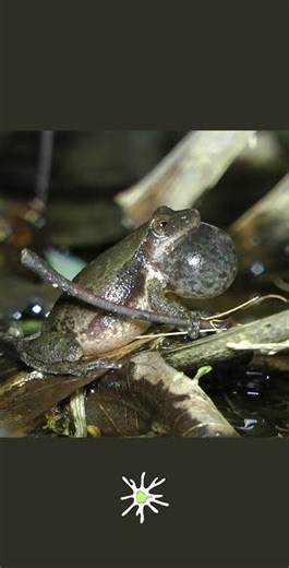 Spring Peeper Peeping #nature #amphibians