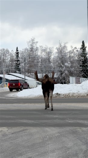 When traffic in Anchorage looks like THIS 🫎😂 Only in Alaska! Bull moose owns the roads in Alaska! #jcsolbergphotography #alaskaphotography #wildlifephotographer #wildlifephotography #antlers #mooseontheloose #AlaskaProud #alaska #Moose #bullmoose | Alaskan Adventures And More