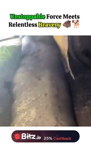 DISCOVER HQ🌍 | Wild Hog Attack Caught On Camera Brave Hunting Dog In Action 🐗🔥 #Shorts #WildBoar #HuntingLife #DiscoverHQ#WildBoar AnimalAttack... | Instagram