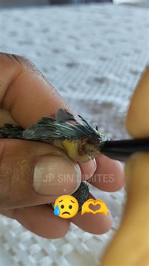 Enrique Pérez arroyo on Instagram: "#pajaros #con #gusano así encontré a este príncipe de la naturaleza que los gusanos le estaban comiendo su alita vivo 😥🫶🐦🙏"