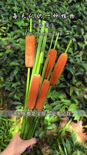 這個長得像烤腸的植物叫做香蒲，千萬不要小瞧它，它渾身上下可都是寶，你們家鄉叫它什麼名字呢？ #漲知識 #植物科普 #識百草 #香蒲 #大自然的饋贈