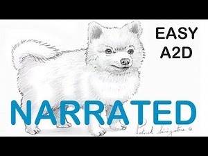 How to Draw a Pomeranian dog (NARRATED)Step by Step