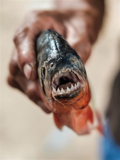 SIDETRACKED - Adventure Magazine on Instagram: "Sandra and I jump out of the pickup truck we’ve been riding in for the past six hours, winding through the mountains. We’re finally in the true jungle – lush, dense vegetation, the hot, humid air hanging thick even late into the night. The streets are alive with the constant honking of rickshaws, weaving through the chaos of pedestrians, motorbikes, and stray dogs. This is Yurimaguas – a town where the road ends. DRIFTING INTO THE AMAZON A journey 