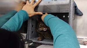 49 reactions · 24 shares | I was transferred to Paws Chicago. TIGER...