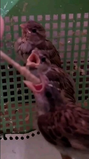 How to feed baby sparrow | feeding a baby bird fallen from the nest | #babysparrowfood #babysparrow